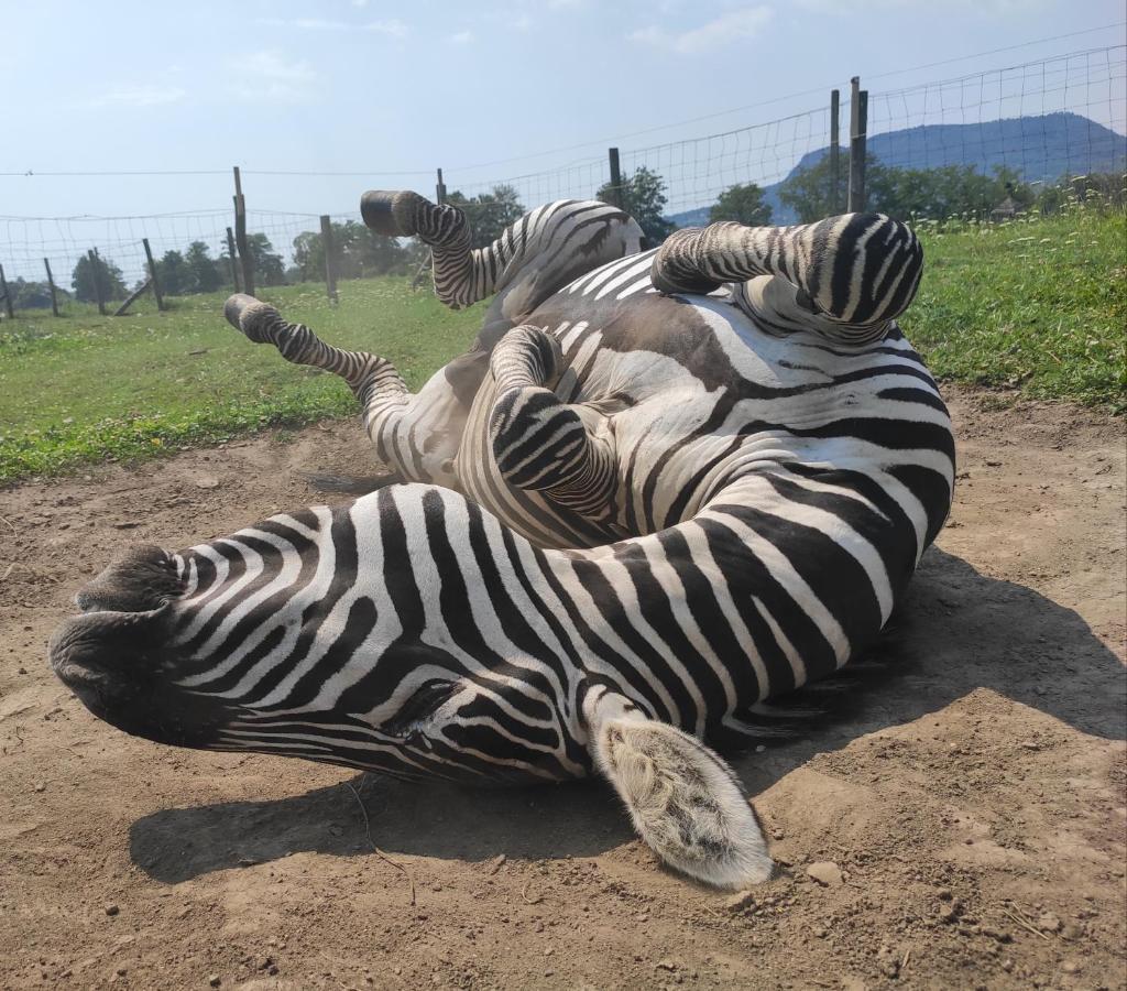 Gyulavezer Lovasbirodalma 格拉克斯兹 外观 照片
